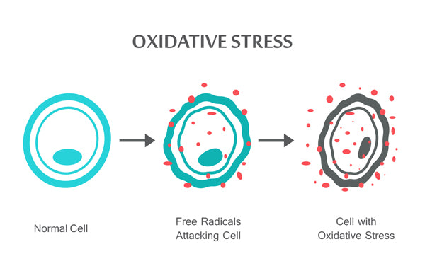 Free Radicals: The Enemy of Youth