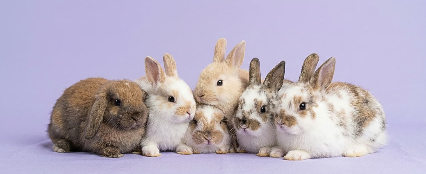 cruelty free