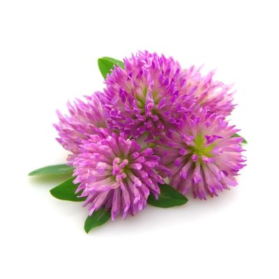 Red Clover Extract