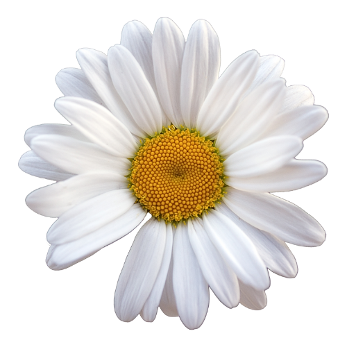 Daisy Flower Extract 