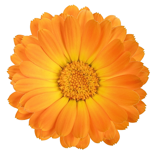 Calendula
